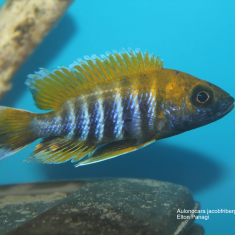 Aulonocara jacobfribergi