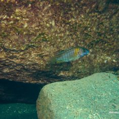 Aulonocara gertrudae