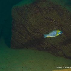 Aulonocara sp. ‚yellow collar‘