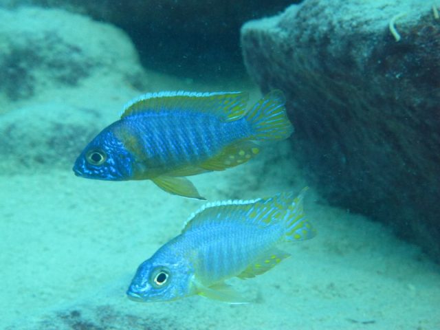 Aulonocara korneliae Chizumulu Island (samec)