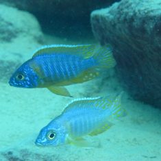 Aulonocara korneliae
