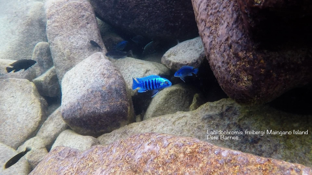 Labidochromis freibergi