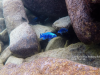Labidochromis freibergi