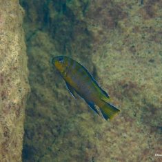 Chindongo elongatus