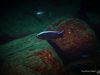 Copadichromis virginalis