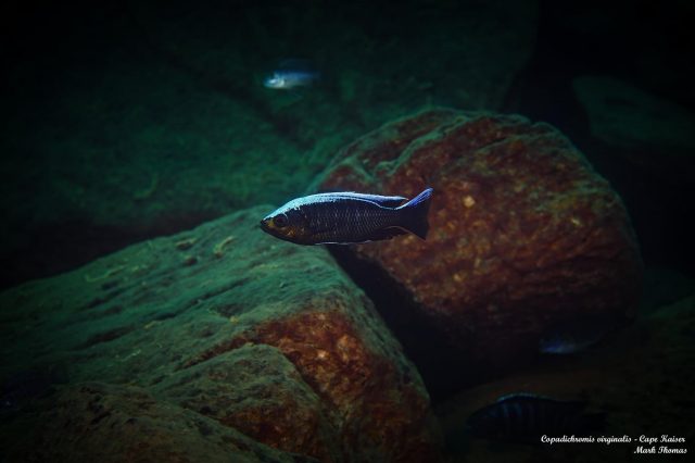 Copadichromis virginalis