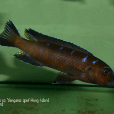 Chindongo sp. ,elongatus spot‘