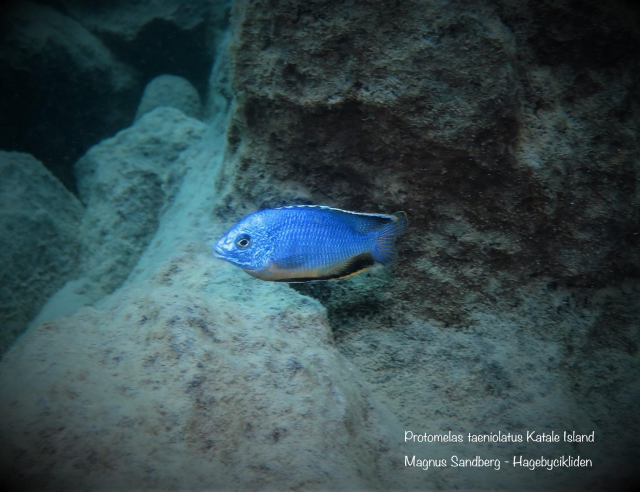 Protomelas taeniolatus