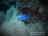 Protomelas taeniolatus