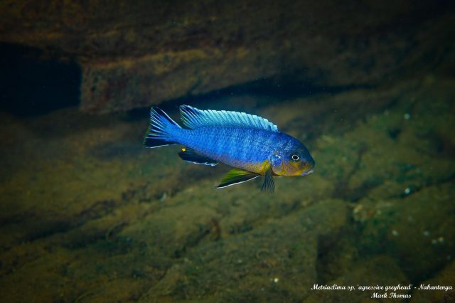 Metriaclima sp. 'aggressive greyhead' (samec)