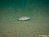 Pseudotropheus livingstonii