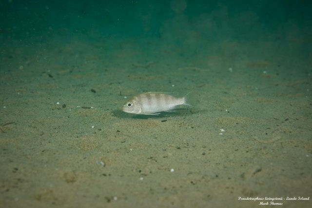 Pseudotropheus livingstonii
