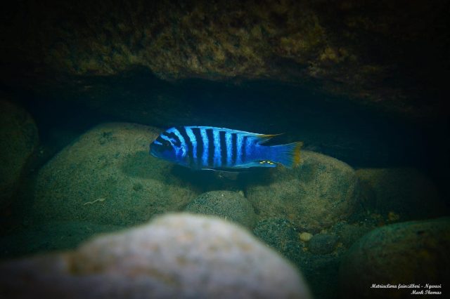 Metriaclima fainzilberi Ngwazi (samec)