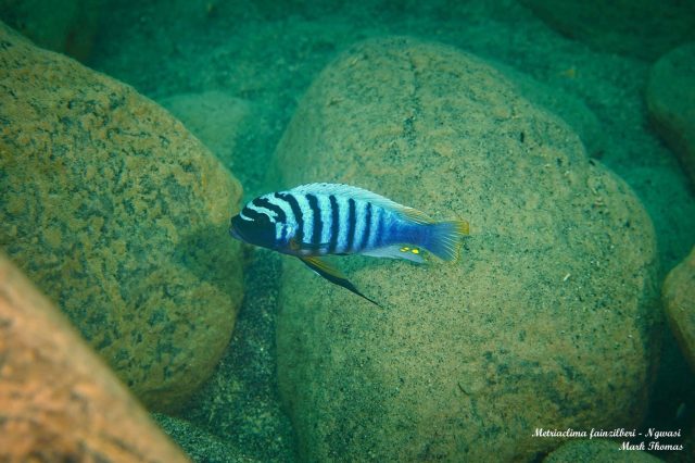 Metriaclima fainzilberi