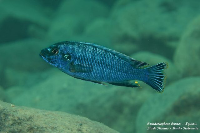 Pseudotropheus benetos