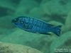 Pseudotropheus benetos