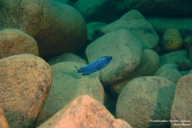 Pseudotropheus benetos Ngwazi