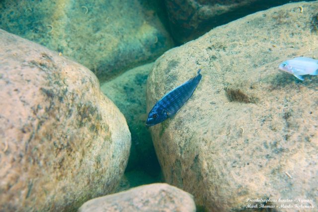 Pseudotropheus benetos Ngwazi