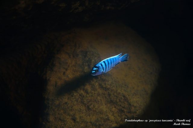 Pseudotropheus sp. 'perspicax tanzania' Kitenge Rocks