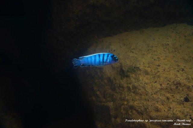 Pseudotropheus sp. &#8218;perspicax&#8216;