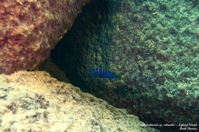 Labidochromis sp. ‚mbamba‘