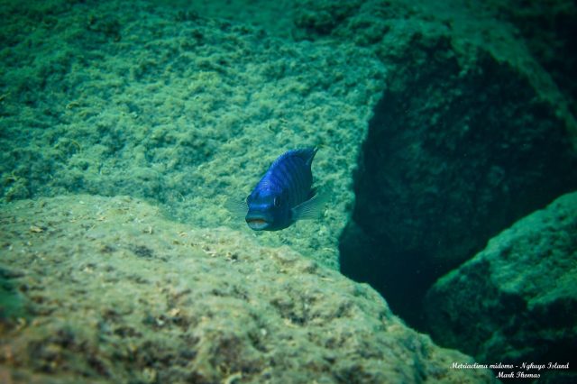 Metriaclima midomo