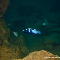 Chindongo sp. ,elongatus ornatus‘