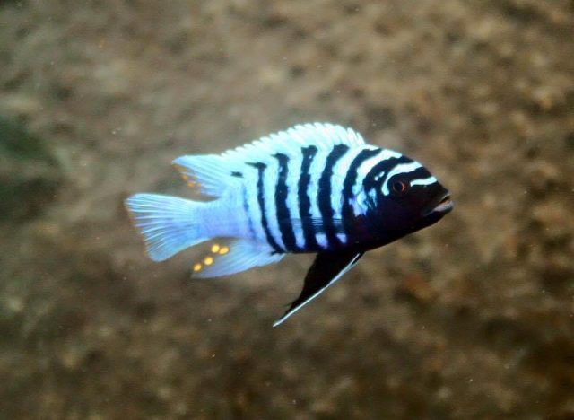 Metriaclima zebra Thumbi West Island (samec)