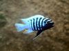 Metriaclima zebra Thumbi West Island (samec)