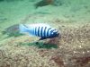 Metriaclima zebra Thumbi West Island (samec)