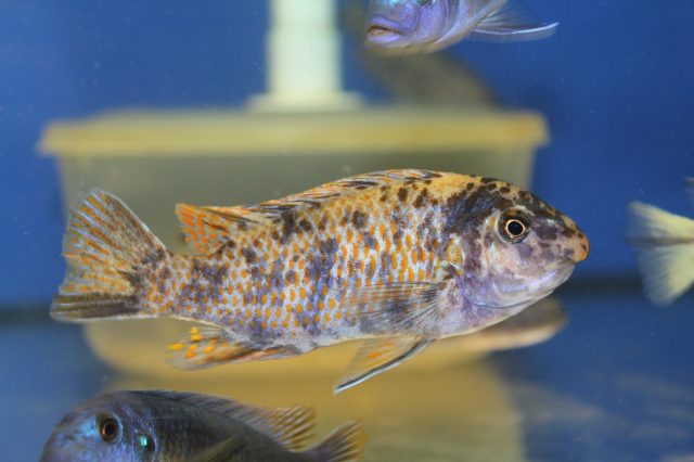 Labeotropheus chlorosiglos (OB samice)