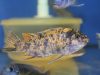 Labeotropheus chlorosiglos (OB samice)