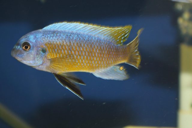 Labeotropheus chlorosiglos (samec)