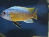 Labeotropheus chlorosiglos (samec)