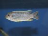 Labeotropheus chlorosiglos (samice)