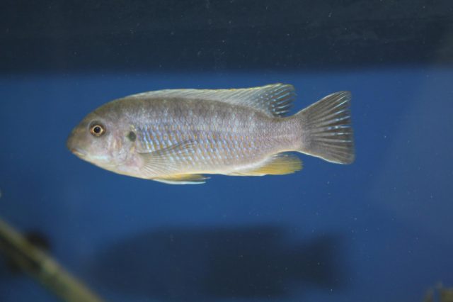 Labeotropheus chlorosiglos (samice)