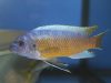 Labeotropheus chlorosiglos (samec)