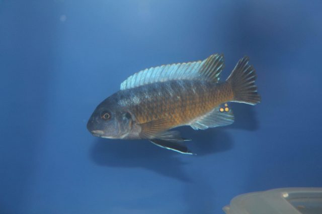 Labeotropheus chlorosiglos (samec)