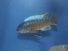Labeotropheus chlorosiglos (samec)