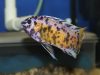 Labeotropheus chlorosiglos (MC samec)