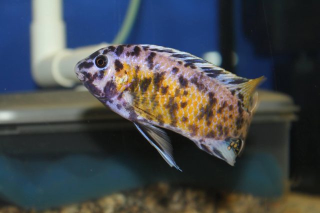 Labeotropheus chlorosiglos (MC samec)