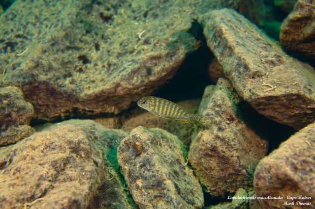 Labidochromis maculicauda Cape Kaiser