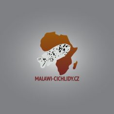 Chindongo ater Chinyamwezi