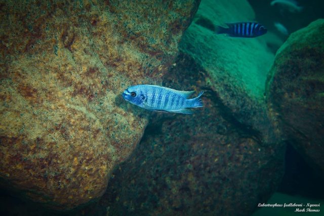 Labeotropheus fuelleborni (11)