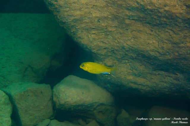 Tropheops sp. ‚mauve yellow‘ Pombo Rocks