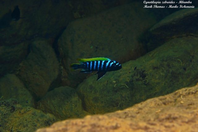 Cynotilapia zebroides
