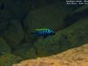 Cynotilapia zebroides
