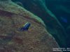 Cynotilapia zebroides Mbamba Reef