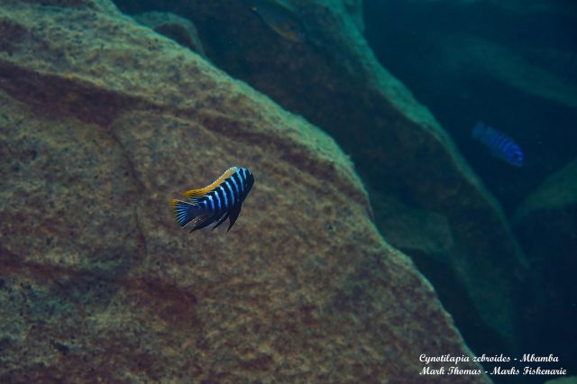 Cynotilapia zebroides Mbamba Reef