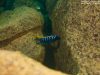 Cynotilapia zebroides Mbamba Reef